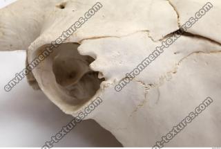 Photo Reference of Animal Skull